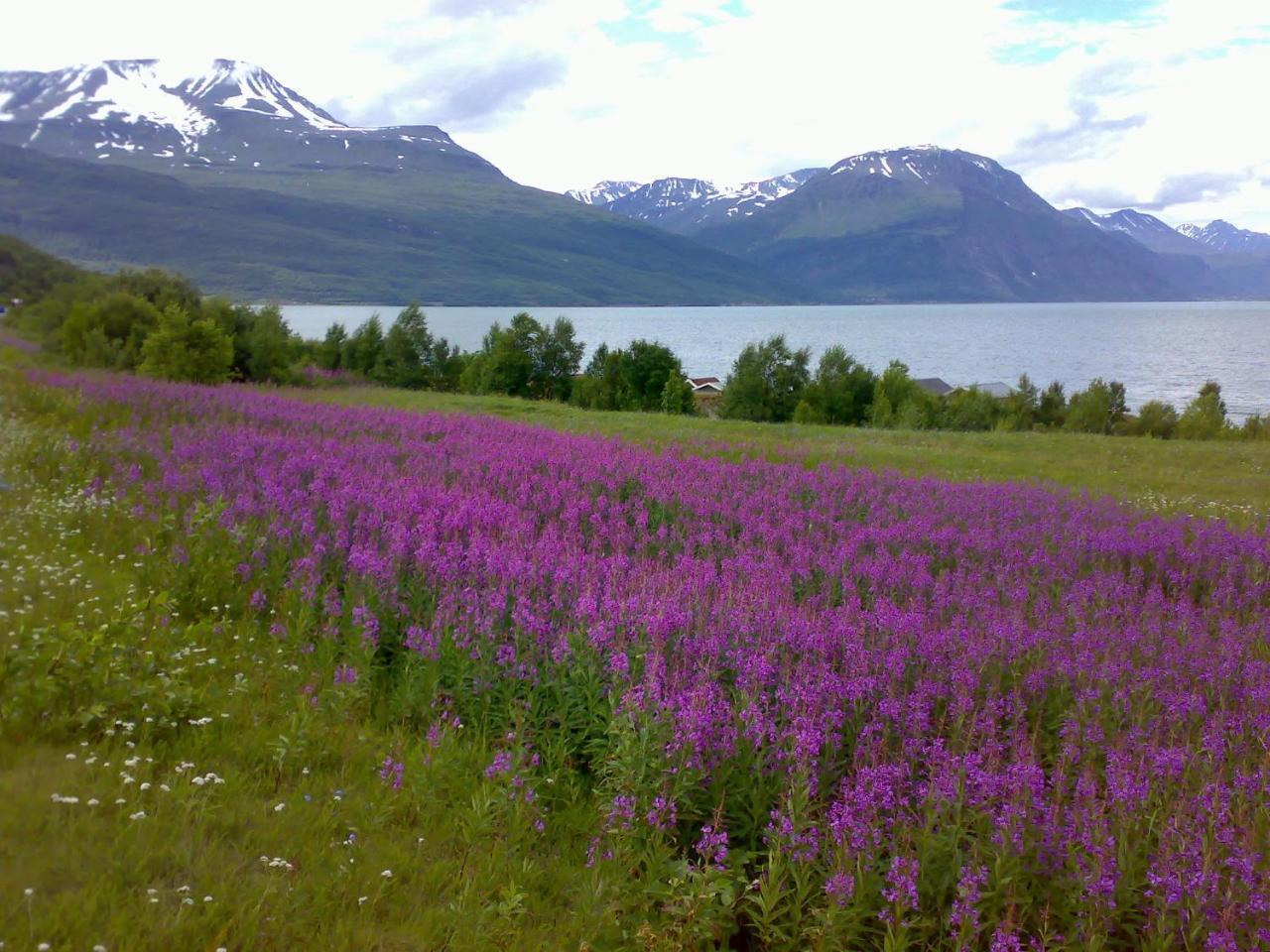 Guesthouse Haltinmaa Kilpisjärvi Buitenkant foto